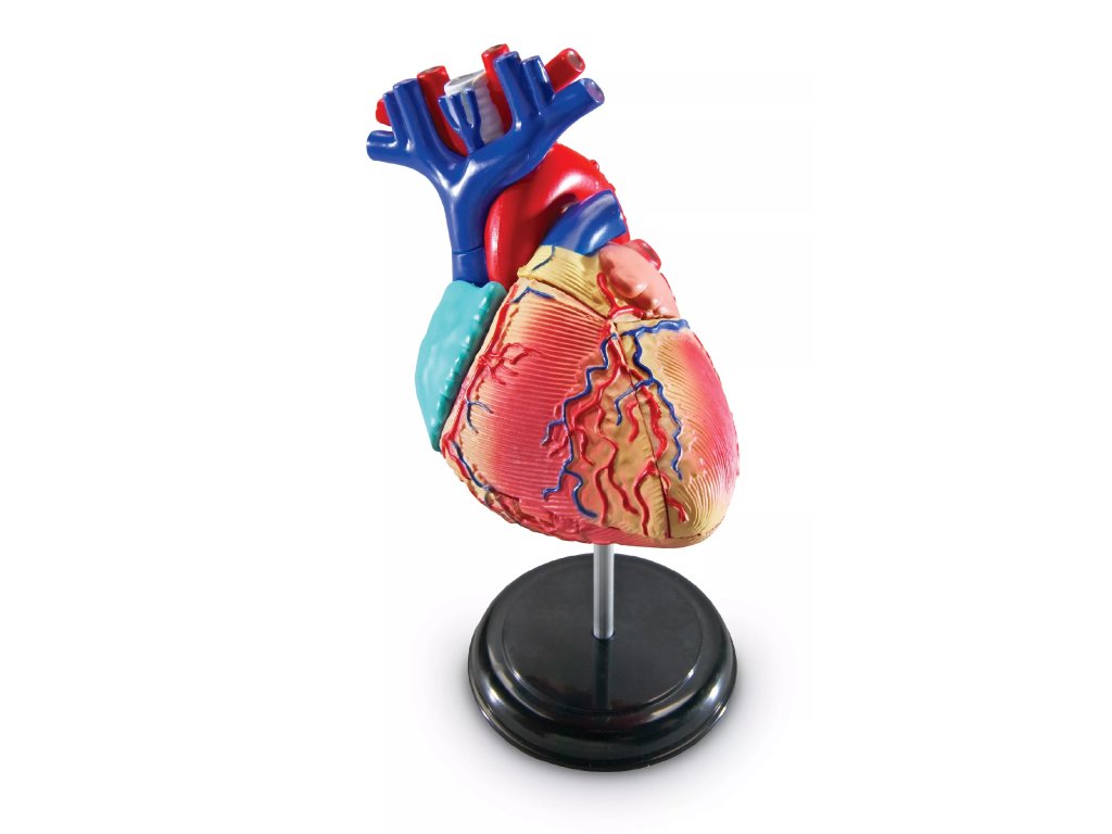 Learning Resources Learning Resources Anatomický model srdce