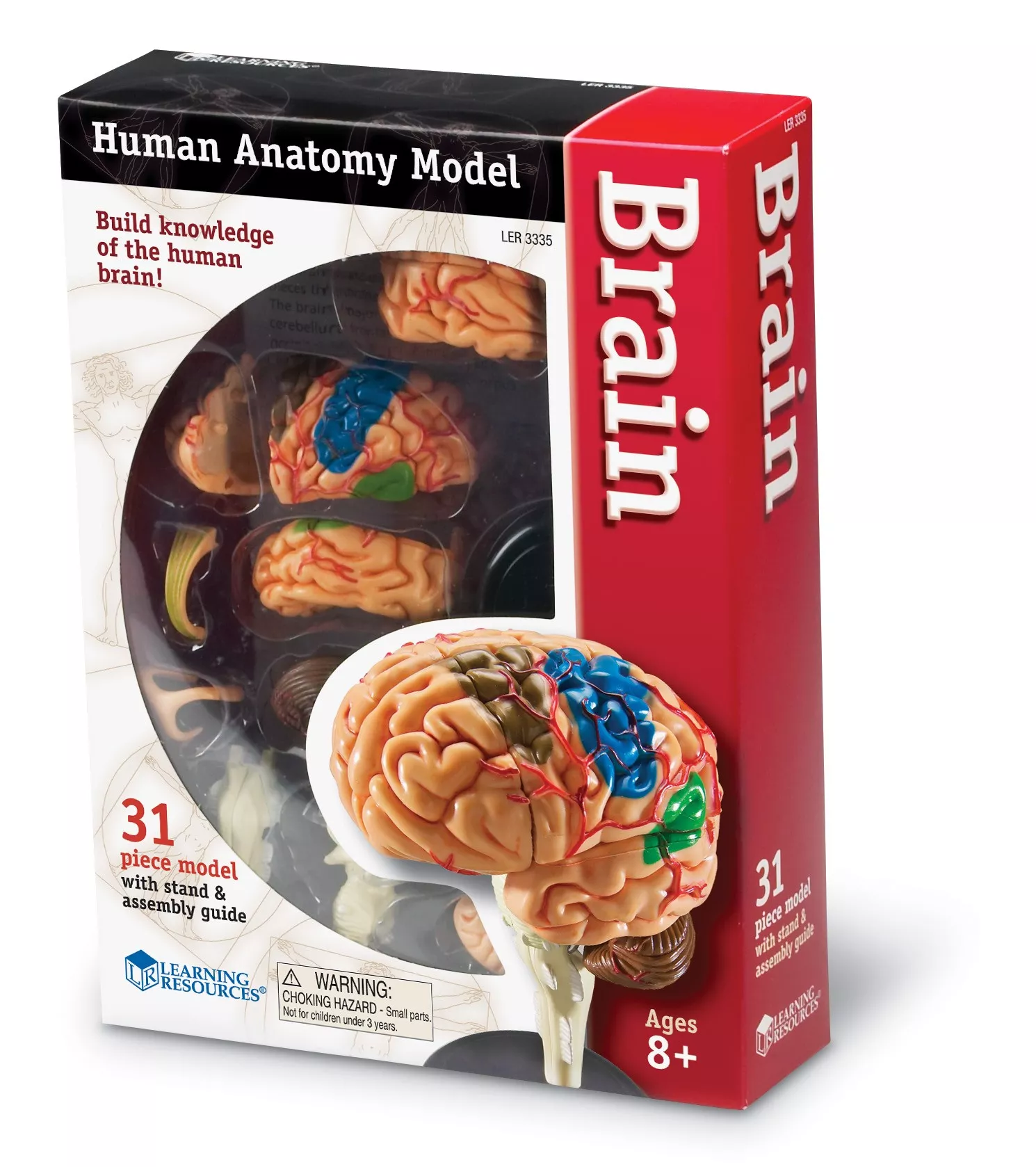 Learning Resources Learning Resources Anatomický model mozku