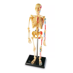 Learning Resources Learning Resources Anatomický model lidské kostry
