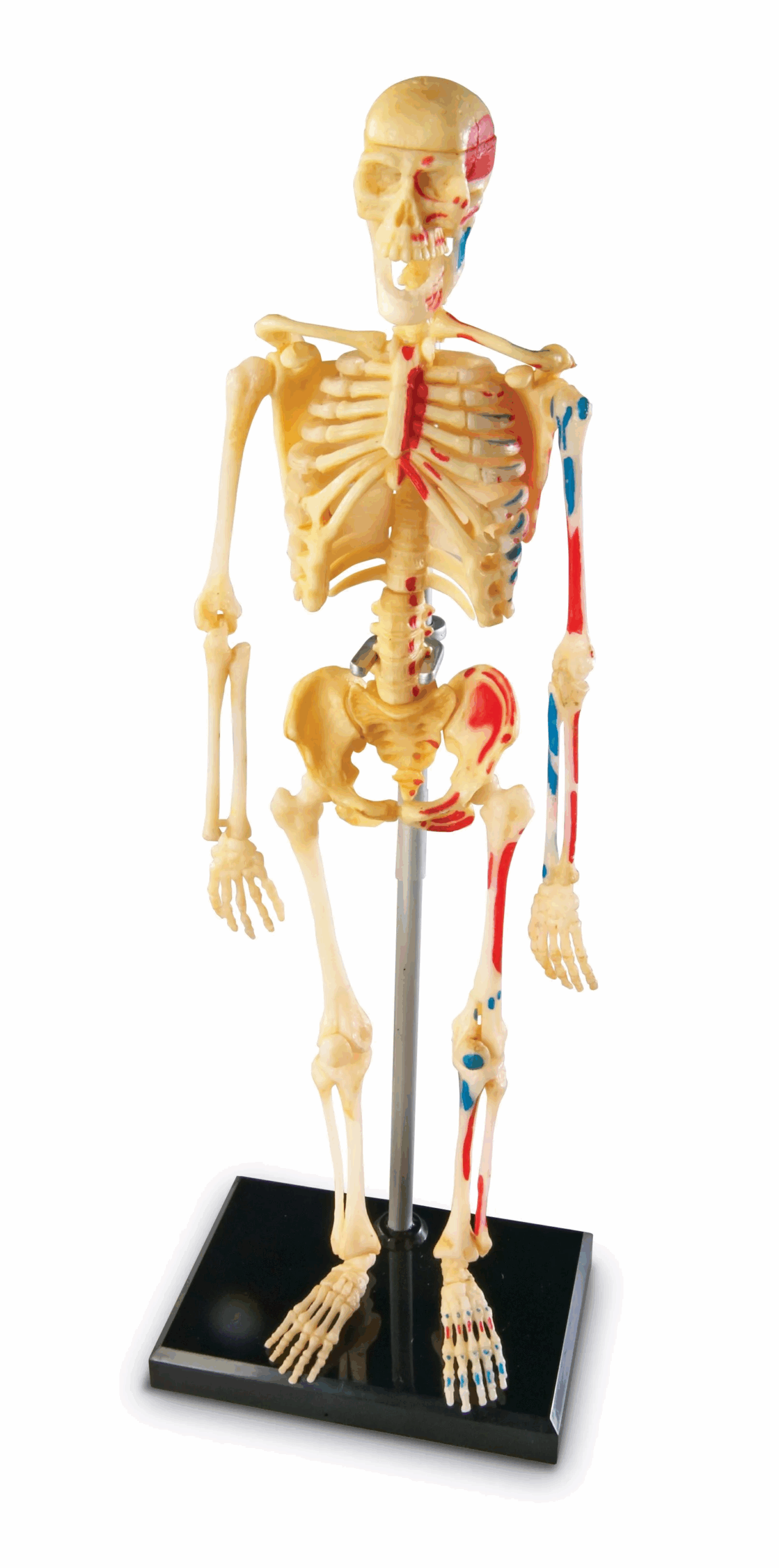 Learning Resources Learning Resources Anatomický model lidské kostry